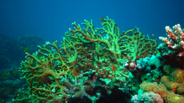 Kızıl Deniz Faunası Kızıl Deniz Deki Bir Mercan Resifinin Statik — Stok video