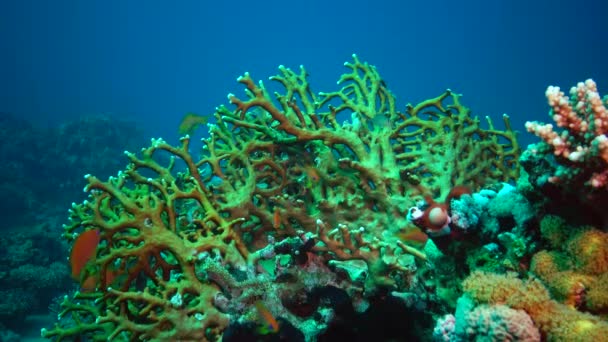 Фауна Красного Моря Статическое Видео Кораллового Рифа Красном Море Красивый — стоковое видео