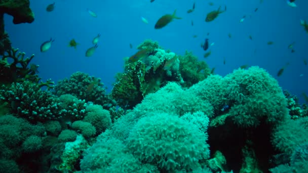 Kızıl Deniz Faunası Kızıl Deniz Deki Bir Mercan Resifinin Statik — Stok video