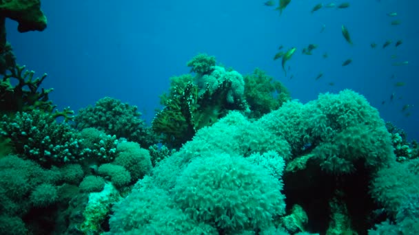 Vidéo Statique Récif Corallien Dans Mer Rouge Abu Dub Beau — Video