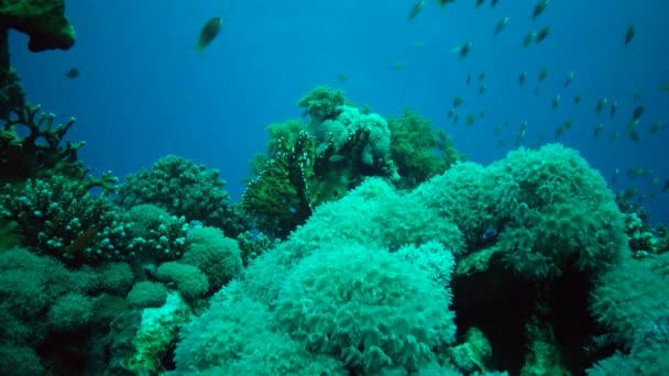 Statische Video Koraalrif Rode Zee Abu Dub Prachtig Onderwaterlandschap Met — Stockvideo