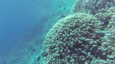 Statik video, Kızıl Deniz 'deki mercan resifi, Abu Dub. Tropikal balık ve mercanlarla dolu güzel sualtı manzarası. Hayat mercan kayalıkları. Mısır