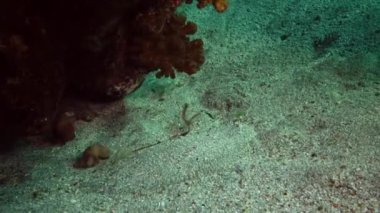 Musa balığı (Pardachirus marmoratus). Kuma gömülü balıklar, kamuflaj boyaları. Kızıl Deniz, Abu Dubb. Mısır