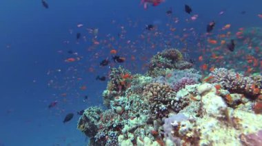 Statik video, Kızıl Deniz 'deki mercan resifi, Abu Dub. Tropikal balık ve mercanlarla dolu güzel sualtı manzarası. Hayat mercan kayalıkları. Mısır