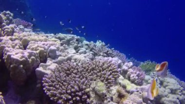Statik video, Kızıl Deniz 'deki mercan resifi, Abu Dub. Tropikal balık ve mercanlarla dolu güzel sualtı manzarası. Hayat mercan kayalıkları. Mısır