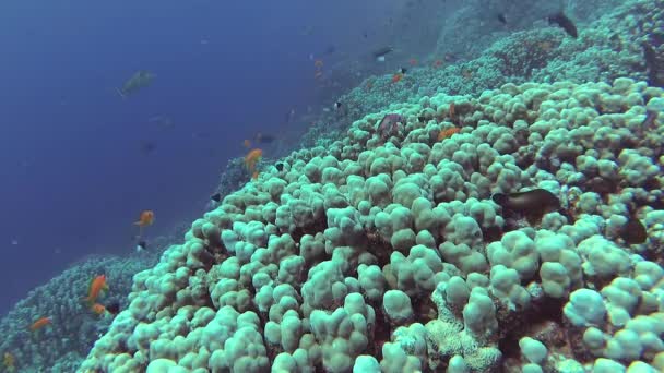 静态录像 红海的珊瑚礁 美丽的水下景观与热带鱼和珊瑚 生物珊瑚礁 — 图库视频影像