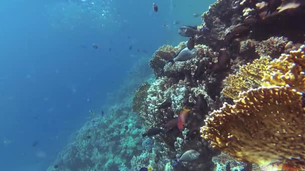 Vídeo Estático Recife Coral Mar Vermelho Abu Dub Bela Paisagem — Vídeo de Stock