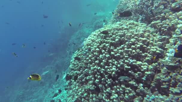 Vídeo Estático Recife Coral Mar Vermelho Abu Dub Bela Paisagem — Vídeo de Stock