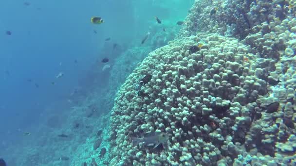 Vídeo Estático Recife Coral Mar Vermelho Abu Dub Bela Paisagem — Vídeo de Stock