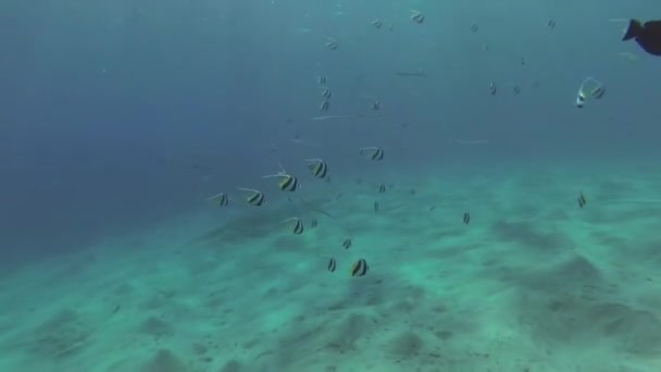 Een Kudde Vissen Zwemt Buurt Van Zandbodem Rode Zee Abu — Stockvideo