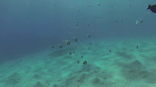 Troupeau Poissons Nage Près Fond Sablonneux Littoral Mer Rouge Abu — Video