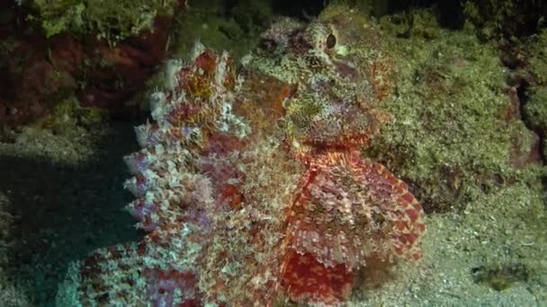 Scorpionfish Scorpaenopsis 물고기는 해저에서 마스크를 — 비디오