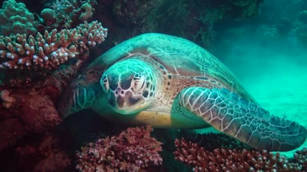Green Sea Turtle Chelonia Mydas Turtle Hides Corals Bottom Red — Stock Video