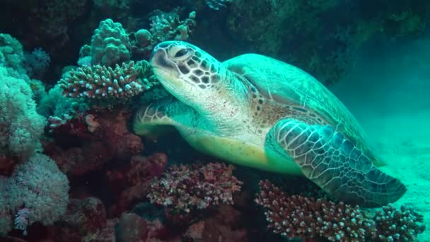 アオウミガメ ケロニア ミダス 底のサンゴの下に隠れます マルサ アラム ダバブ エジプト — ストック動画