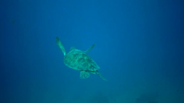 Tartaruga Marina Verde Chelonia Mydas Tartaruga Nasconde Sotto Coralli Basso — Video Stock