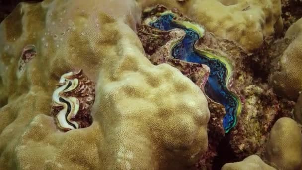Tridakna Tridacna Maxima Двустворчатый Моллюск Выращенный Среди Кораллов Рифе Красном — стоковое видео