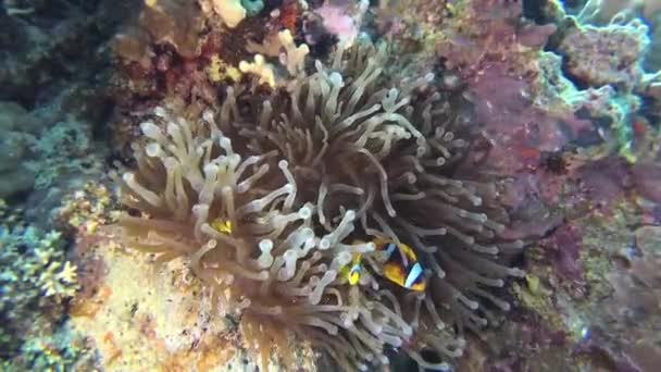 Fish Red Sea Anémona Del Mar Rojo Amphiprion Bicinctus Matrimonio — Vídeo de stock