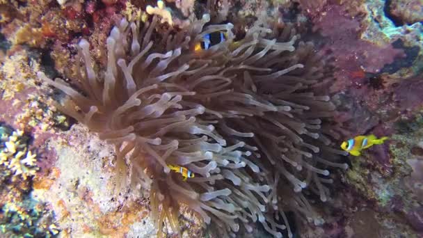 Fische Aus Dem Roten Meer Roter Anemonenfisch Amphiprion Bicinctus Ein — Stockvideo