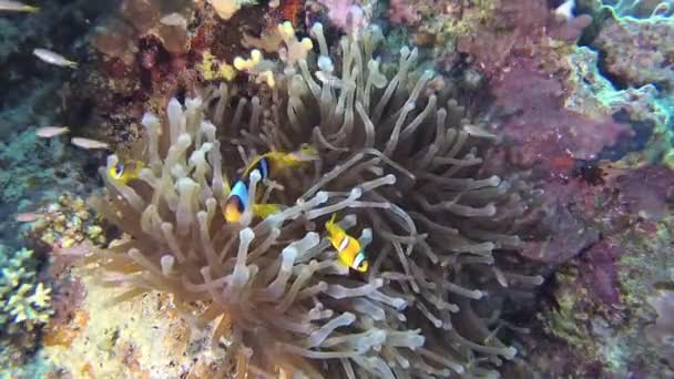 Fische Aus Dem Roten Meer Roter Anemonenfisch Amphiprion Bicinctus Ein — Stockvideo