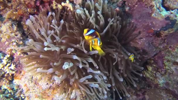 Ryby Rudého Moře Ledovka Amphiprion Bicinctus Pár Vdaných Ryb Plavajících — Stock video