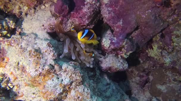 물고기 아네모네 Amphiprion Bicinctus 말미잘을 헤엄치고 부부는 관계에 — 비디오