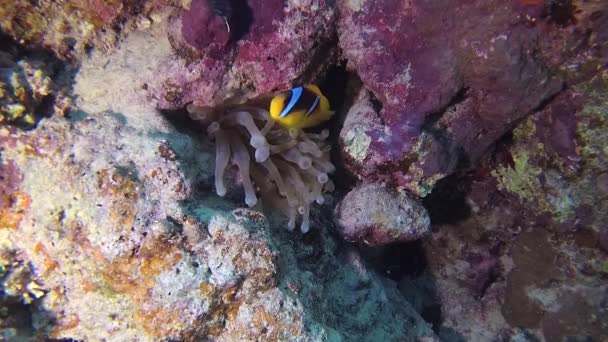 Fish Red Sea Anémona Del Mar Rojo Amphiprion Bicinctus Matrimonio — Vídeos de Stock