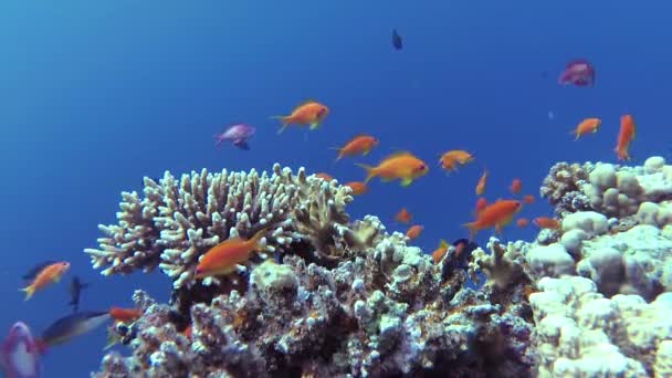 静的なビデオ 紅海のサンゴ礁 熱帯魚やサンゴと美しい水中風景 生命のサンゴ礁 エジプト — ストック動画