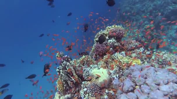 静态录像 红海的珊瑚礁 美丽的水下景观与热带鱼和珊瑚 生物珊瑚礁 — 图库视频影像