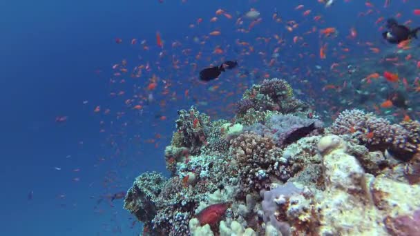 Vídeo Estático Recife Coral Mar Vermelho Abu Dub Bela Paisagem — Vídeo de Stock