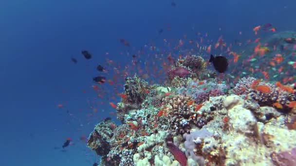 Vídeo Estático Arrecife Coral Mar Rojo Abu Dub Hermoso Paisaje — Vídeo de stock