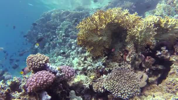Statik Video Kızıl Deniz Deki Mercan Resifi Abu Dub Tropikal — Stok video