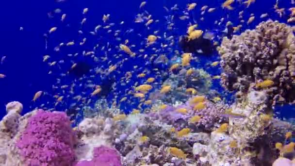 Vidéo statique, récif corallien dans la mer Rouge, Abu Dub. Beau paysage sous-marin avec poissons tropicaux et coraux. Récif corallien de vie. Égypte