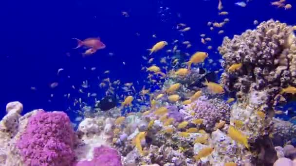 Statisches Video Korallenriff Roten Meer Abu Dub Schöne Unterwasserlandschaft Mit — Stockvideo