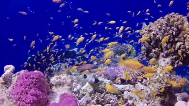 静的なビデオ 紅海のサンゴ礁 熱帯魚やサンゴと美しい水中風景 生命のサンゴ礁 エジプト — ストック動画