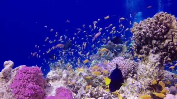 Vídeo Estático Arrecife Coral Mar Rojo Abu Dub Hermoso Paisaje — Vídeo de stock