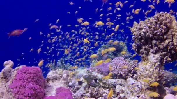 Vidéo statique, récif corallien dans la mer Rouge, Abu Dub. Beau paysage sous-marin avec poissons tropicaux et coraux. Récif corallien de vie. Égypte