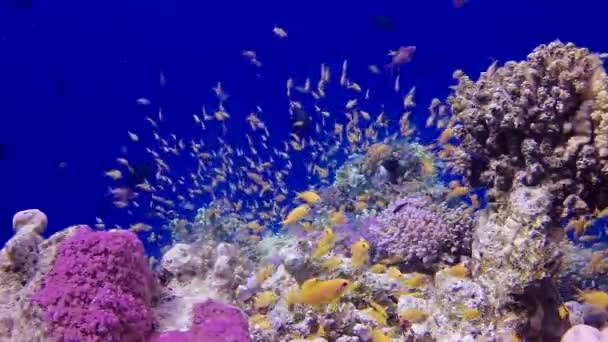 Статичне Відео Кораловий Риф Червоного Моря Абу Даб Прекрасний Підводний — стокове відео