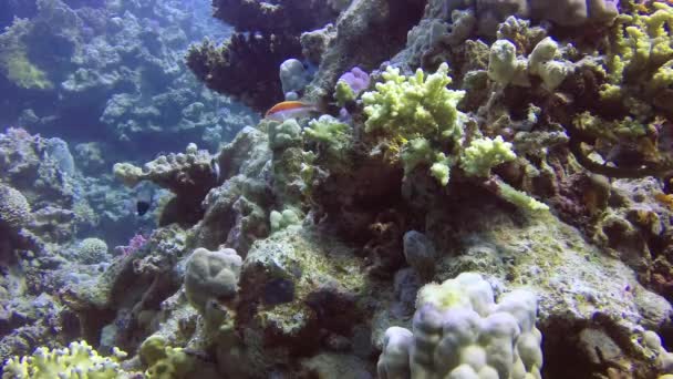 Static Video Coral Reef Red Sea Abu Dub Beautiful Underwater — Stock Video