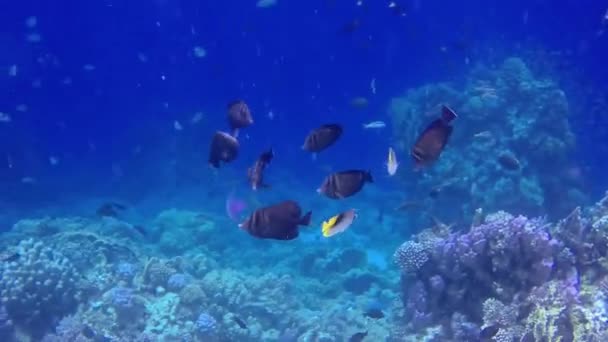 Static Video Coral Reef Red Sea Abu Dub Beautiful Underwater — Stock Video