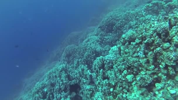 静态录像 红海的珊瑚礁 美丽的水下景观与热带鱼和珊瑚 生物珊瑚礁 — 图库视频影像