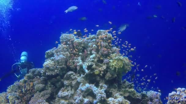 Vídeo Estático Recife Coral Mar Vermelho Abu Dub Bela Paisagem — Vídeo de Stock