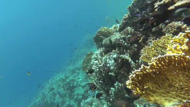 Vídeo Estático Recife Coral Mar Vermelho Abu Dub Bela Paisagem — Vídeo de Stock