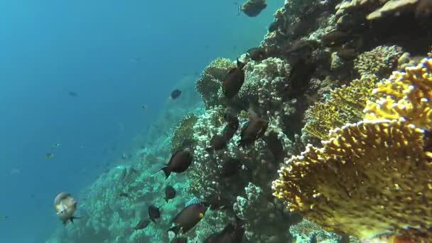 Vídeo Estático Recife Coral Mar Vermelho Abu Dub Bela Paisagem — Vídeo de Stock