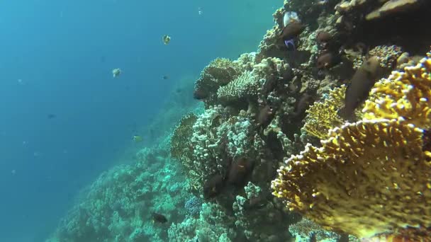 静的なビデオ 紅海のサンゴ礁 熱帯魚やサンゴと美しい水中風景 生命のサンゴ礁 エジプト — ストック動画