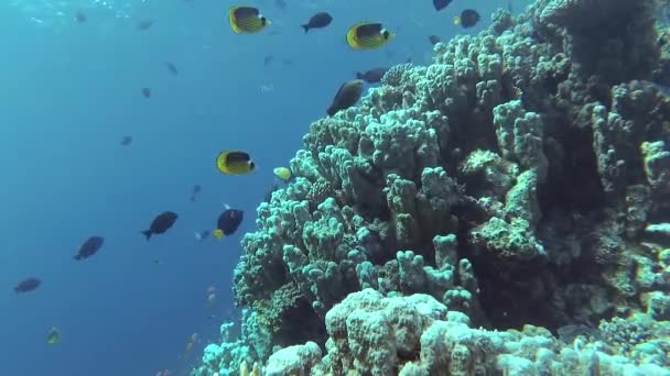 静态录像 红海的珊瑚礁 美丽的水下景观与热带鱼和珊瑚 生物珊瑚礁 — 图库视频影像
