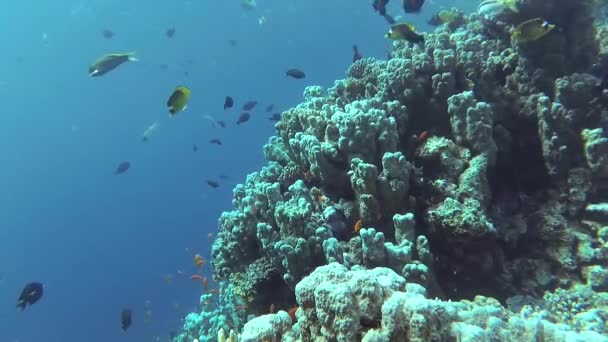 Video Statis Terumbu Karang Laut Merah Abu Dub Pemandangan Bawah — Stok Video