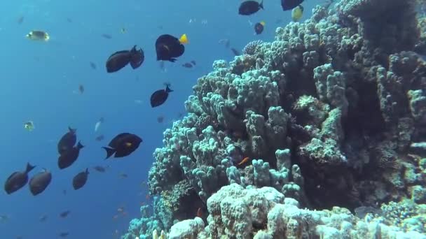 Static Video Coral Reef Red Sea Abu Dub Beautiful Underwater — Stock Video