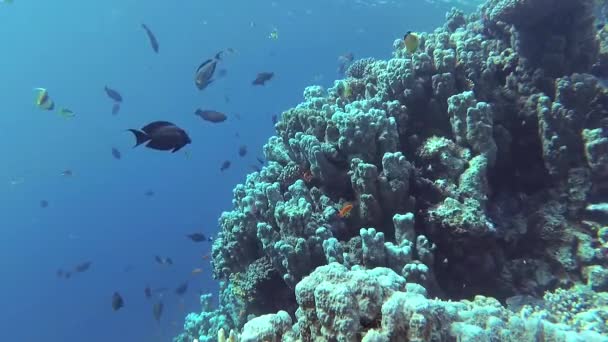 Video Statico Barriera Corallina Nel Mar Rosso Abu Dub Bellissimo — Video Stock