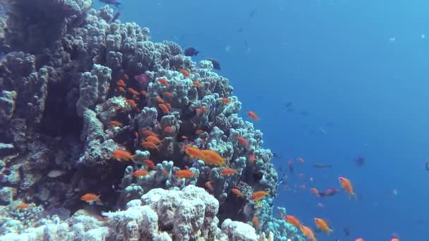 静的なビデオ 紅海のサンゴ礁 熱帯魚やサンゴと美しい水中風景 生命のサンゴ礁 エジプト — ストック動画