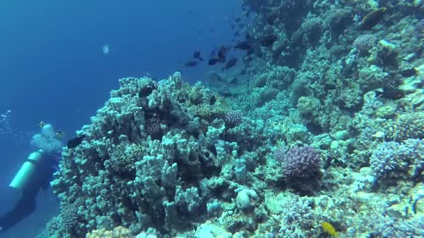 Vidéo Statique Récif Corallien Dans Mer Rouge Abu Dub Beau — Video